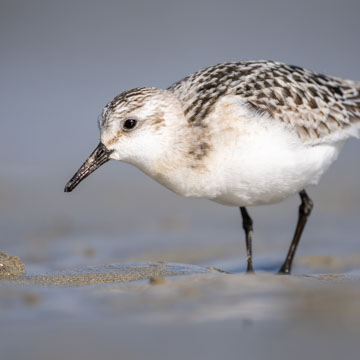 Sanderling