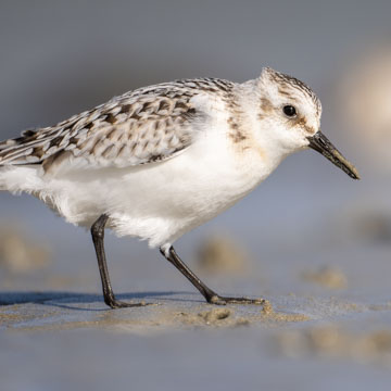 Sanderling