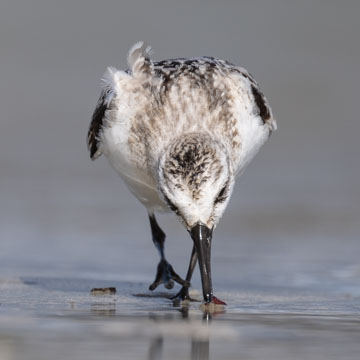 Sanderling