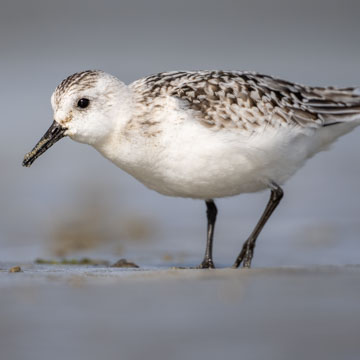 Sanderling