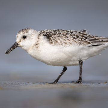 Sanderling