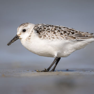 Sanderling