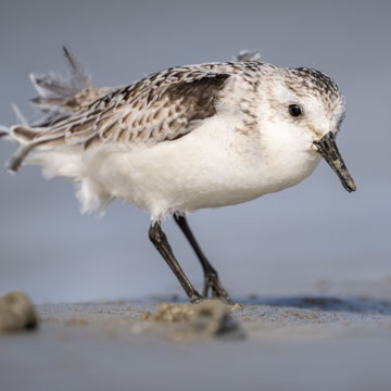 Sanderling