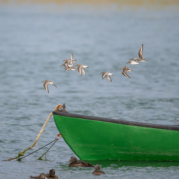 Sanderling
