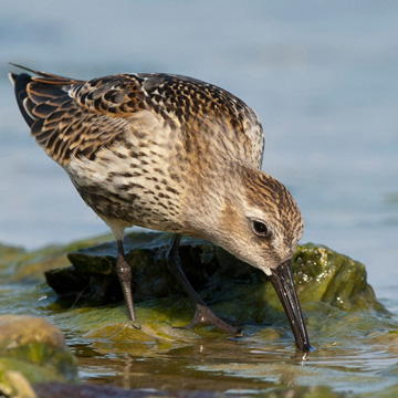 Dunlin