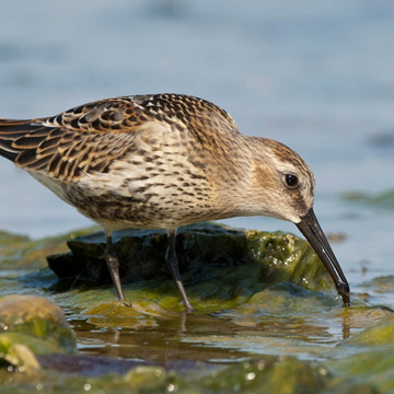 Dunlin