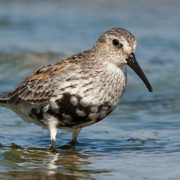 Dunlin