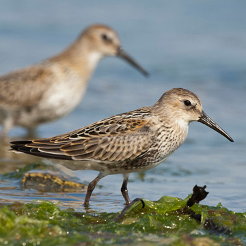 Dunlin
