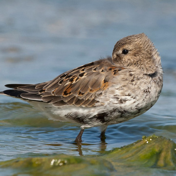 Dunlin