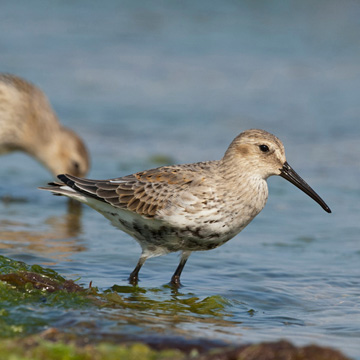 Dunlin