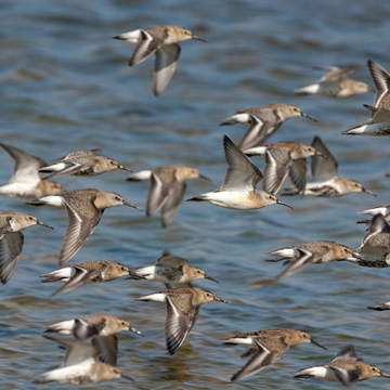 Dunlin