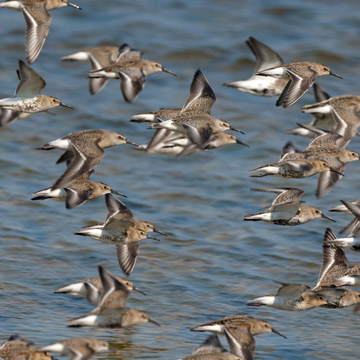 Dunlin