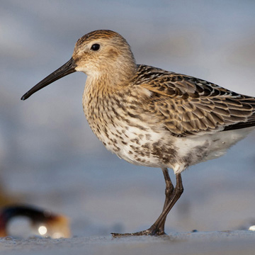 Dunlin