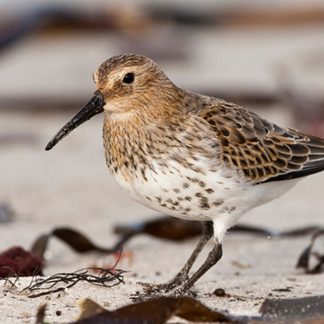 Dunlin