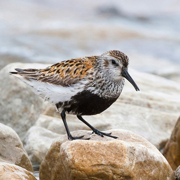 Dunlin