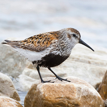 Dunlin