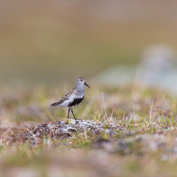 Dunlin