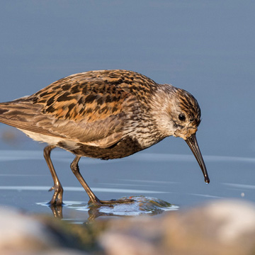 Dunlin