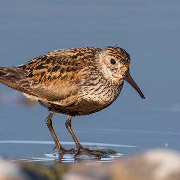 Dunlin