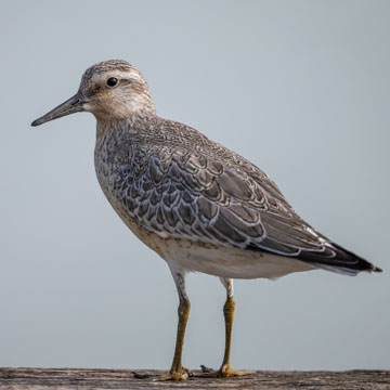 Red Knot