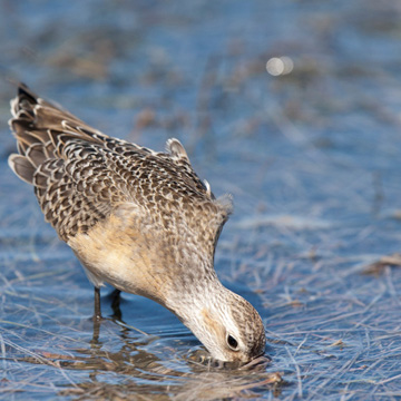 Curlew Sandpiper