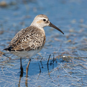 Curlew Sandpiper