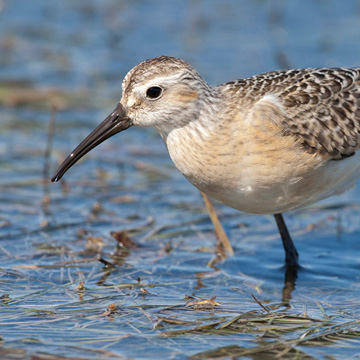 Curlew Sandpiper