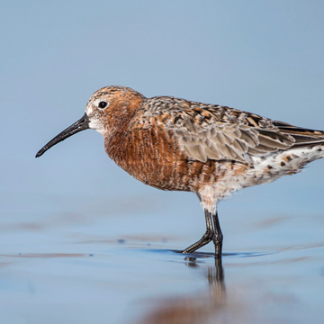 Curlew Sandpiper