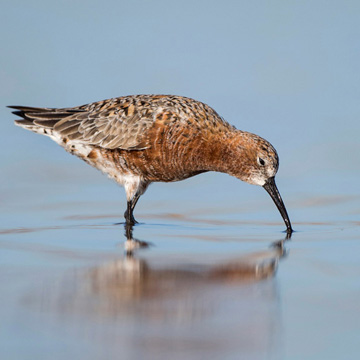 Curlew Sandpiper