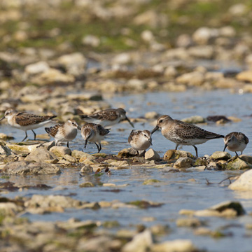 Little Stint