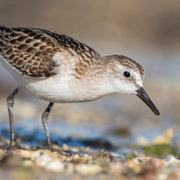 Little Stint