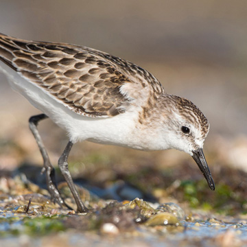 Little Stint