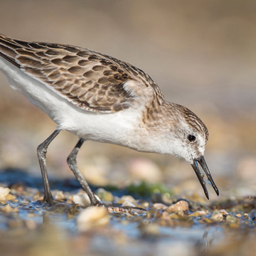 Little Stint