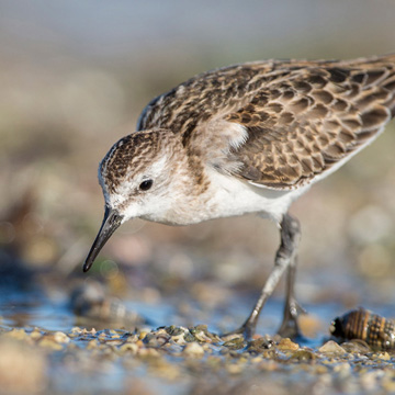 Little Stint