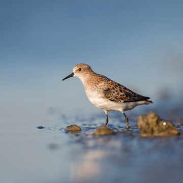 Little Stint