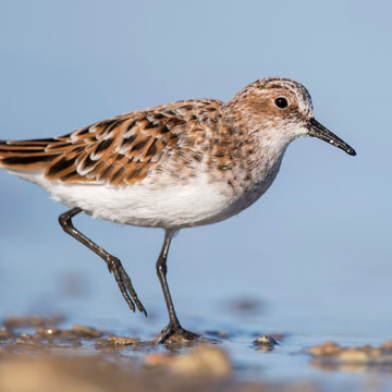 Little Stint