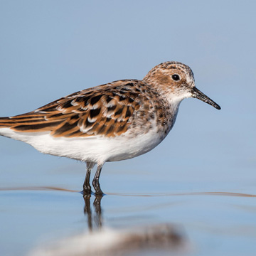 Little Stint