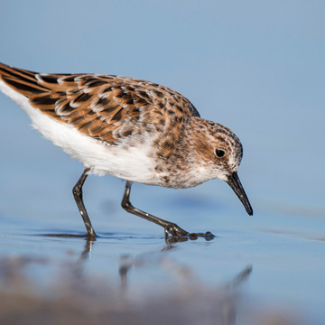 Little Stint