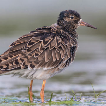 Ruff