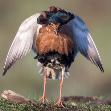 Ruff