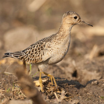 Buff-breasted Sandpiper