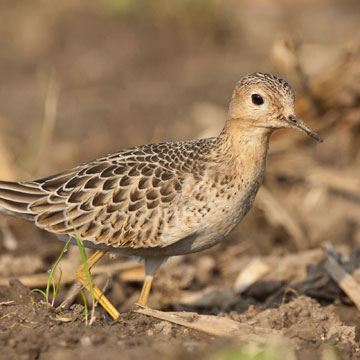 Buff-breasted Sandpiper