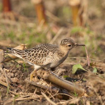 Buff-breasted Sandpiper