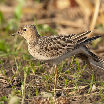 Buff-breasted Sandpiper