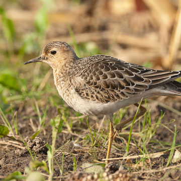 Buff-breasted Sandpiper