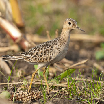 Buff-breasted Sandpiper