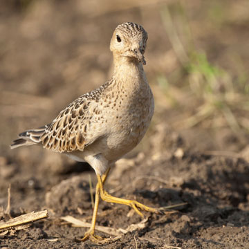 Buff-breasted Sandpiper