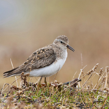 Temminck's Stint