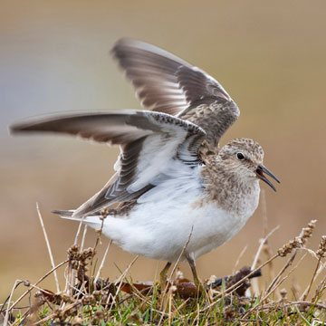 Temminck's Stint