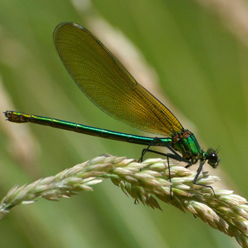 Banded Demoiselle